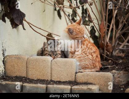 Zwei einsame grau-rot gestreifte Kätzchen leben auf der Straße zusammen. Verlassene Mongrel-Katzen überleben unter rauen Bedingungen in der Natur. Stockfoto