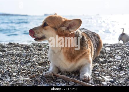 Kleinste Schäferhund Rasse. Welsh Corgi Pembroke tricolor liegt am Kiesstrand des Meeres und Bissen Stick. Charmanter Corgi zu Fuß. English Queens Dog. Stockfoto