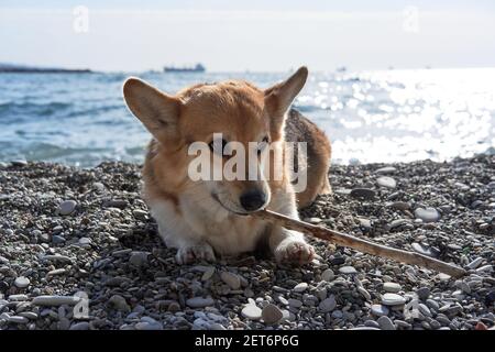 Kleinste Schäferhund Rasse. Welsh Corgi Pembroke tricolor liegt am Kiesstrand des Meeres und Bissen Stick. Charmanter Corgi zu Fuß. English Queens Dog. Stockfoto