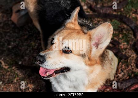 Der kleinste Schäferhund der Welt. Englisch Schäferhund Rasse. Welsh Corgi Pembroke tricolor steht im Wald und schaut mit braunen intelligenten Augen lächelnd auf. Stockfoto