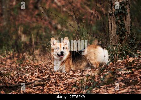 Welsh Corgi Pembroke tricolor Spaziergänge durch Herbstwald und genießt das Leben. Der kleinste Schäferhund der Welt. Englisch Schäferhund Rasse. Stockfoto