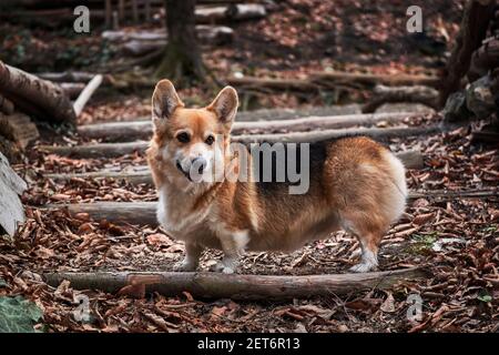 Welsh Corgi Pembroke tricolor Spaziergänge durch Herbstwald und genießt das Leben. Der kleinste Schäferhund der Welt. Englisch Schäferhund Rasse. Stockfoto