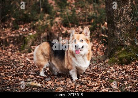 Welsh Corgi Pembroke tricolor Spaziergänge durch Herbstwald und genießt das Leben. Der kleinste Schäferhund der Welt. Englisch Schäferhund Rasse. Stockfoto