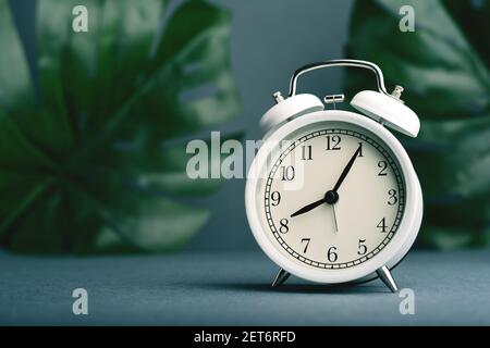 Wecker auf der tropischen Monstera verlässt den Hintergrund. Stockfoto