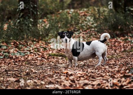 Charming schwarz-weiß glatt Jack Russell Spaziergänge durch Herbstwald und Posen. Kleine englische Jagdhund Rasse. Glatter Haar Jack Russell Terrie Stockfoto