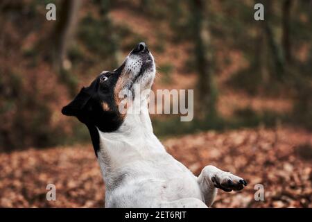 Glatter Haar Jack Russell Terrier auf dem Spaziergang. Charming schwarz und weiß glatt Jack Russell steht auf seinen Hinterbeinen posiert und bettelt für köstliche trea Stockfoto