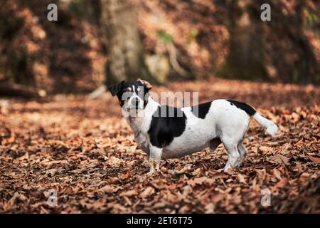 Charming schwarz-weiß glatt Jack Russell Spaziergänge durch Herbstwald und Posen. Kleine englische Jagdhund Rasse. Glatter Haar Jack Russell Terrie Stockfoto