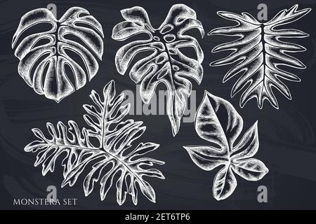 Vektor-Set von handgezeichneten Kreide Monstera Stock Vektor