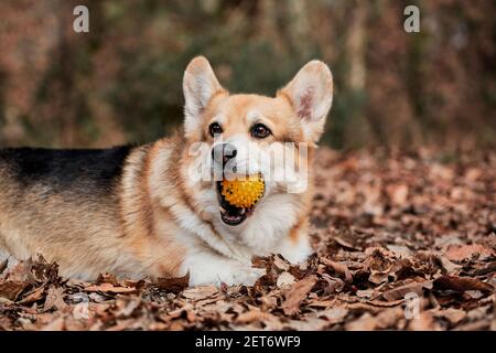 Pembroke tricolor Welsh Corgi liegt im Wald in gelben trockenen Herbstblättern und Knabbereien auf weichem Gummi Hundeball. Charming Little English Shepherd mit PR Stockfoto