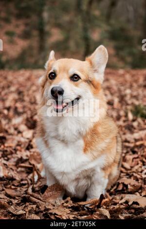 Pembroke Tricolor Welsh Corgi sitzt in Wäldern im Herbst gelbe Blätter und lächelt. Charmanter kleiner englischer Schäferhund. Wandern mit Hund an der frischen Luft in Stockfoto