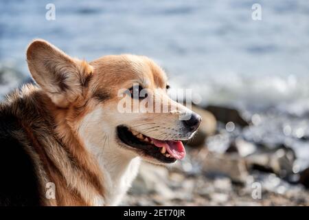 Nahaufnahme Porträt von Pembroke tricolor Welsh Corgi sitzen am blauen Meer und das Leben genießen. Britische kleine beliebte Rasse des Hundes Shepherd. Blick auf ha Stockfoto