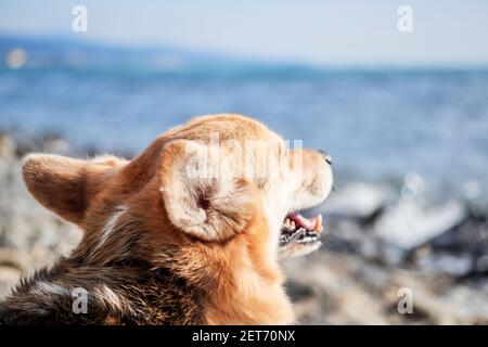 Nahaufnahme Porträt von Pembroke tricolor Welsh Corgi sitzen am blauen Meer und das Leben genießen. Britische kleine beliebte Rasse des Hundes Shepherd. Blick auf ha Stockfoto