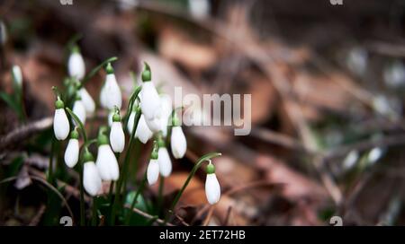 Weiße Schneeglöckchen wachsen im Wald auf Lichtung. Erste wilde Frühlingsblumen zeigten nach dem Winterschlaf ihre Blätter und Blütenblätter. Horizontales florales Banner mit Stockfoto