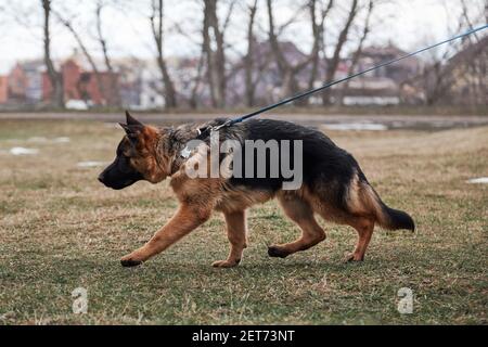 Welpen von schwarz und rot Schäferhund der Zucht zeigen Spaziergänge an der Leine im Park auf grünem Gras und genießt das Leben. Charmanter Vollblut junger Hund Witz Stockfoto