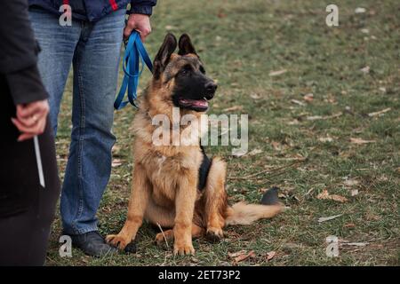 Welpen von schwarz und rot Deutscher Schäferhund der Zucht zeigen sitzt im Park auf Gras neben Besitzer Beine. Charmanter Vollblut-Junghund mit hervorstehendes Ohr Stockfoto