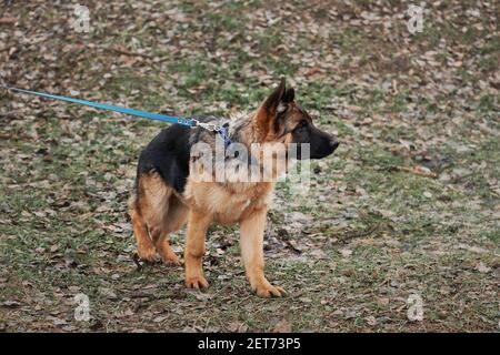 Welpen von schwarz und rot Schäferhund der Zucht zeigen Spaziergänge an der Leine im Park auf grünem Gras und genießt das Leben. Charmanter Vollblut junger Hund Witz Stockfoto