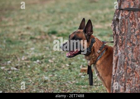 Belgischer Schäferhund Malinois steht an Baum gebunden und blickt in die Ferne. Porträt von malinois Hund mit Elektro-Sport-Kragen. Stockfoto