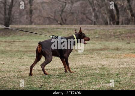 Schöner junger brauner Dobermann mit abgeschnittenen Ohren und Schwanz steht an der Leine im Geschirr und bereitet sich auf den Angriff vor. Schulung zum Schutz von Diensthunden. Stockfoto