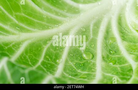 Natürliche Lebensmittel Hintergrund. Makroaufnahme des Kohlblattes. Stockfoto
