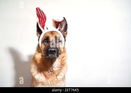 Porträt des deutschen Schäfers schwarz und rot auf weißem Hintergrund mit roten Kaninchenohren. Hund im Osterhasen Kostüm. Plüschband mit Hasenohren auf dem Kopf Stockfoto