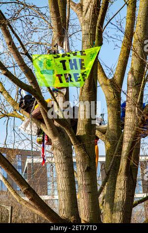 Demonstranten besetzen einen schwarzen Pappelbaum in York Gardens, Battersea, um ihn vor dem Abschneiden zu schützen, damit ein elektrisches Kabel verlegt werden kann Stockfoto