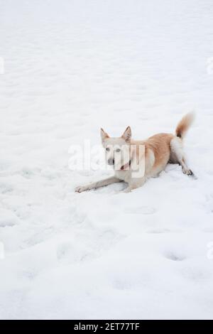 Halbbrüter Hirte und Husky von hellroter Farbe liegt auf reinem weißen Schnee und genießt das Leben. Liebenswert weiß flauschig Haustier Hund mit rotem Kragen geht in winte Stockfoto