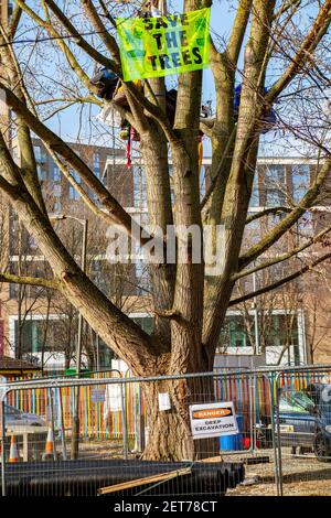 Demonstranten besetzen einen schwarzen Pappelbaum in York Gardens, Battersea, um ihn vor dem Abschneiden zu schützen, damit ein elektrisches Kabel verlegt werden kann Stockfoto