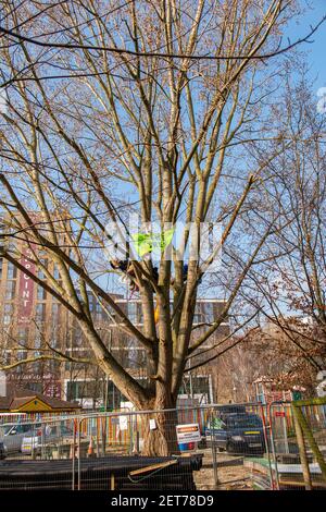 Demonstranten besetzen einen schwarzen Pappelbaum in York Gardens, Battersea, um ihn vor dem Abschneiden zu schützen, damit ein elektrisches Kabel verlegt werden kann Stockfoto