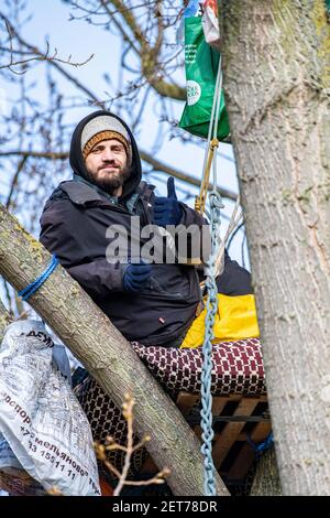 Demonstranten besetzen einen schwarzen Pappelbaum in York Gardens, Battersea, um ihn vor dem Abschneiden zu schützen, damit ein elektrisches Kabel verlegt werden kann Stockfoto