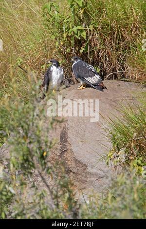 Augur Buzzard (Buteo augur) Erwachsene Paar auf Felsen Hell's Gate NP, Kenia Oktober Stockfoto