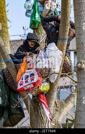 Demonstranten besetzen einen schwarzen Pappelbaum in York Gardens, Battersea, um ihn vor dem Abschneiden zu schützen, damit ein elektrisches Kabel verlegt werden kann Stockfoto