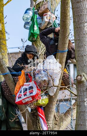 Demonstranten besetzen einen schwarzen Pappelbaum in York Gardens, Battersea, um ihn vor dem Abschneiden zu schützen, damit ein elektrisches Kabel verlegt werden kann Stockfoto