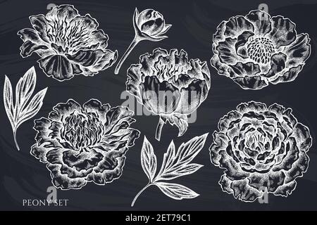 Vektor-Set von Hand gezeichnete Kreide Pfingstrose Stock Vektor