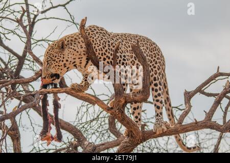 Ein Leopard in den trockenen Ebenen der kalahari-Wüste In Namibia Stockfoto