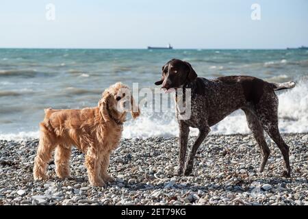 Brown shorthaired Pointer Golden English Cocker Spaniel zu Fuß auf Kiesstrand und posiert auf dem Hintergrund des blauen Himmels und Meer. Zwei der besten Freunde von mans Stockfoto