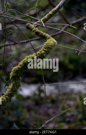 Naturwaldweg am Ystwyth Fluss in Ceredigion, Wales, Großbritannien Stockfoto