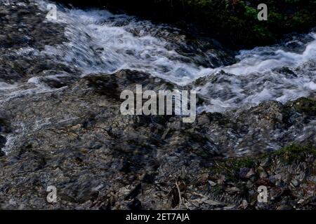 Naturwaldweg am Ystwyth Fluss in Ceredigion, Wales, Großbritannien Stockfoto