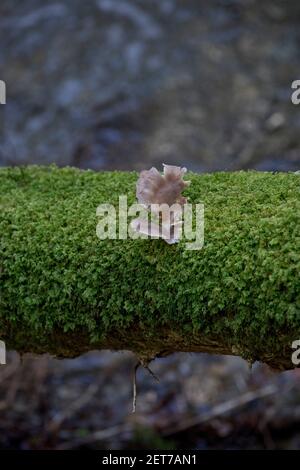 Naturwaldweg am Ystwyth Fluss in Ceredigion, Wales, Großbritannien Stockfoto