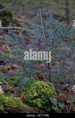 Naturwaldweg am Ystwyth Fluss in Ceredigion, Wales, Großbritannien Stockfoto