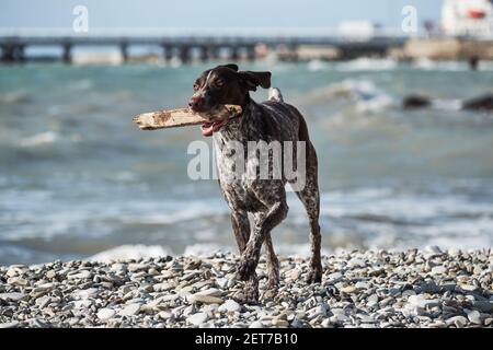 Kurzhaar spielt mit Zauberstab am Strand, in der Natur. Aktiv Sport Jagdhund läuft entlang der Küste und hält Stick in seinem Mund. Stockfoto