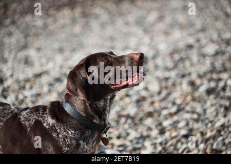 Portrait von Hund Rasse Zeiger auf dem Hintergrund der Kiesstrand. Schöne braun gefleckte Jagdhund sitzt und lächelt. Junge kurzhaarige kurtzhaar. Stockfoto