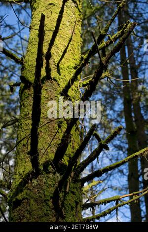 Naturwaldweg am Ystwyth Fluss in Ceredigion, Wales, Großbritannien Stockfoto