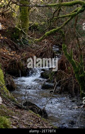 Naturwaldweg am Ystwyth Fluss in Ceredigion, Wales, Großbritannien Stockfoto