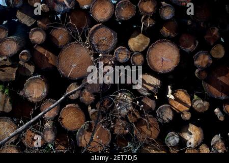 Baumstämme in der Nähe Sägewerk von Natur Waldweg von Ystwyth Fluss in Ceredigion, Wales, Großbritannien Stockfoto