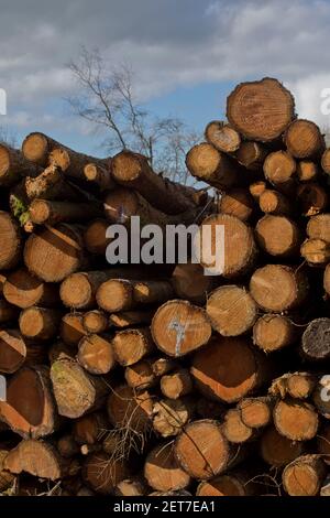 Baumstämme in der Nähe Sägewerk von Natur Waldweg von Ystwyth Fluss in Ceredigion, Wales, Großbritannien Stockfoto