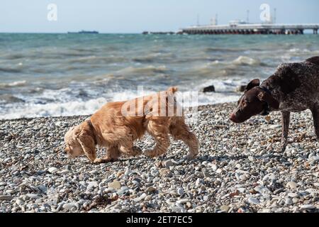 Brown shorthaired Pointer Golden English Cocker Spaniel zu Fuß auf Kiesstrand und posiert auf dem Hintergrund des blauen Himmels und Meer. Zwei der besten Freunde von mans Stockfoto