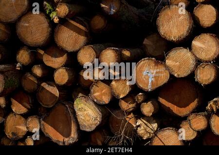 Baumstämme in der Nähe Sägewerk von Natur Waldweg von Ystwyth Fluss in Ceredigion, Wales, Großbritannien Stockfoto