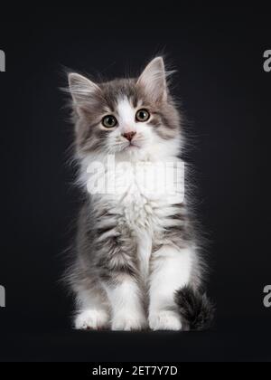 Liebenswert blau tabby Makrele Siberian Forestcat Katze Kätzchen, sitzen nach vorne. Blick direkt auf das Objektiv. Isoliert auf schwarzem Hintergrund. Stockfoto