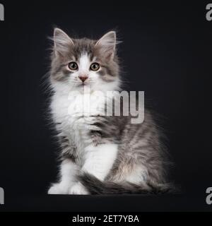 Liebenswert blau tabby Makrele Siberian Forestcat Katze Kätzchen, sitzen bis Seite Wege. Blick direkt auf das Objektiv. Isoliert auf schwarzem Hintergrund. Stockfoto