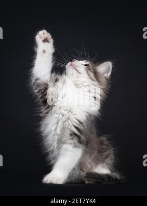 Liebenswert blau tabby Makrele Siberian Forestcat Katze Kätzchen, sitzen bis Seite Wege. Eine Pfote greift nach etwas. Isoliert auf schwarzem Hintergrund. Stockfoto